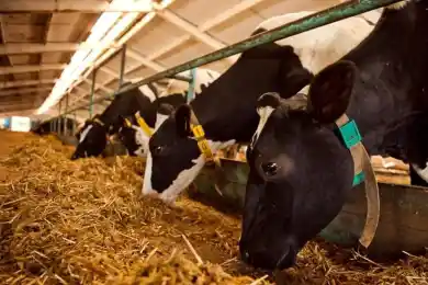 Аскар Мамин поручил продолжить развитие животноводства 