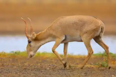 Сколько «лишних» сайгаков уничтожат в Казахстане - данные МНВО