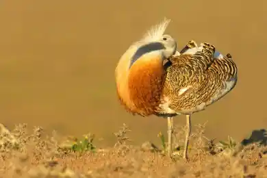 Шейхам из ОАЭ разрешат охоту на дроф-красоток в Казахстане