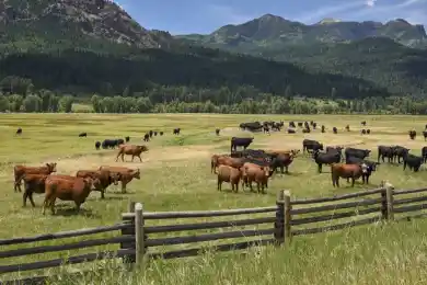 Токаев поручил распределить земли для сельхозпастбищ