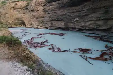 В Туркестанской области утонули студенты из Индии