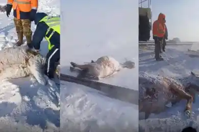 В Акмолинской области лошади попали под грузовой поезд