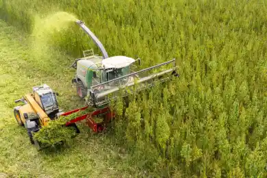 В Казахстане упразднили местную полицейскую службу и начнут культивацию коноплю