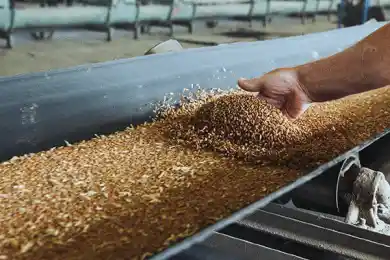 «Фермеры жалуются на проблемы с сушкой зерна» - Бектенов