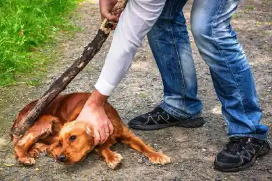 Штраф с шестью нулями: как предлагают наказывать живодёров в Казахстане