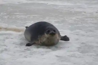 На берегу Каспия нашли еще 30 тюленей