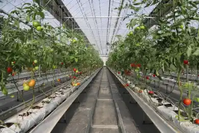 Урожай на юге Казахстана погиб из-за морозов и дефицита угля – Карашукеев