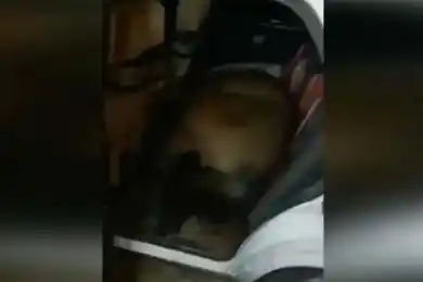 Живую лошадь в авто перевозил скотокрад в ВКО