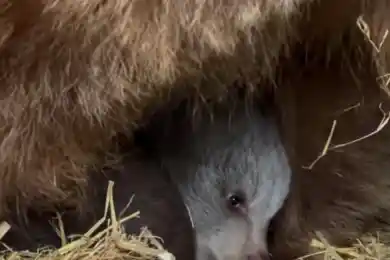 В зоопарке Алматы родились два медвежонка