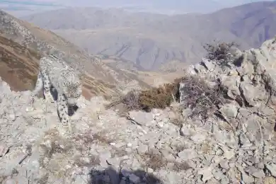 Краснокнижный снежный барс снова попал в фотоловушку на юге Казахстана