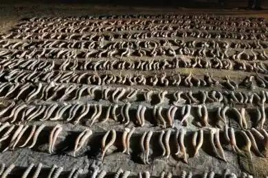 Как и где в Казахстане будут хранить рога истребленных сайгаков