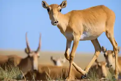 В Казахстане досрочно завершился отстрел сайги - Минэкологии