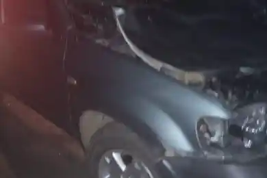 Фото: в СКО «Ford» наехал на лошадь – обошлось без жертв