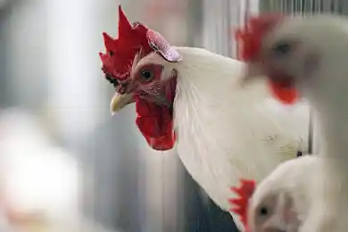 Казахстан продолжает импортировать шесть видов продуктов