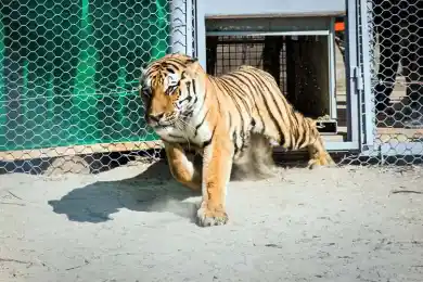 Тигры из Нидерландов в Казахстан летели с пересадкой