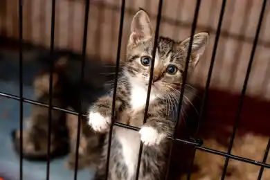 После обращения Bestnews.kz в Минэкологии наконец призвали казахстанцев забрать животных из приютов