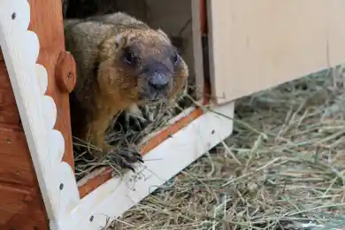 Сурок-предсказатель из американского зоопарка умер накануне Дня сурка