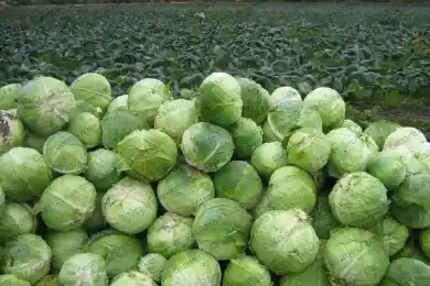 Капуста от Шукеева: Туркестанская область поставит овощ в Алматы