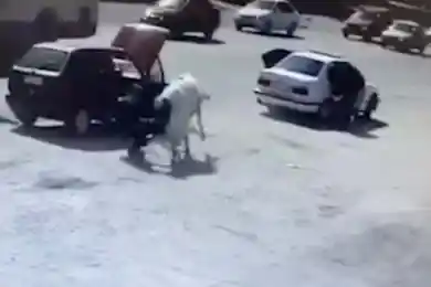 В Шымкенте бык напал на мужчину, хозяина животного оштрафовали