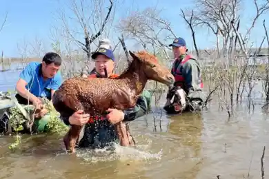 Подорожает ли мясо в Казахстане после гибели скота во время паводков