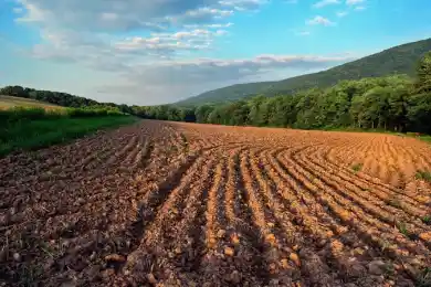 Отмена моратория на аренду сельхозземель: названы сроки подготовки законопроекта