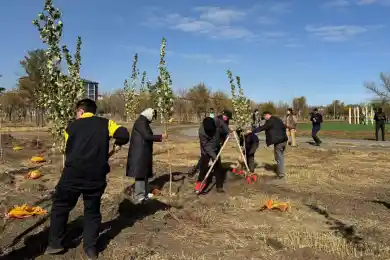В Пришахтинске высадили тысячу пирамидальных тополей