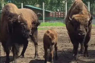В зоосаде курорта Бурабай родились два симпатичных детеныша
