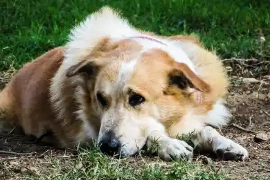 «Сенат предлагает акиматам решать судьбу бесхозных животных» – вице-спикер Перепечина