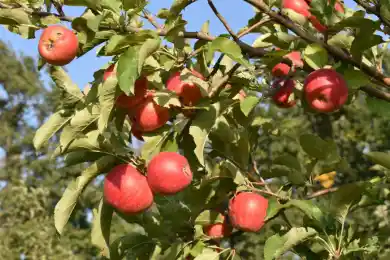 В Правительство РК принесли яблоки и обсудили программу возрождения знаменитого апорта