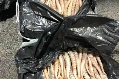 На границе задержали водителя, везшего рога сайги на 439 млн тенге