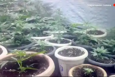 Житель Уральска выращивал коноплю у себя в квартире