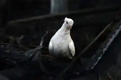 Путин объявил о прекращении огня на Украине на Рождество