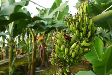 «Очень хорошо выросли»: какой урожай бананов сняли в Туркестанской области