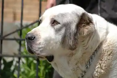 В Ордабасы мужчина украл у родственницы алабая и продал за 10000 тенге