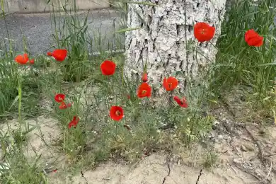 В Шымкенте жара будет сильней, чем в Астане