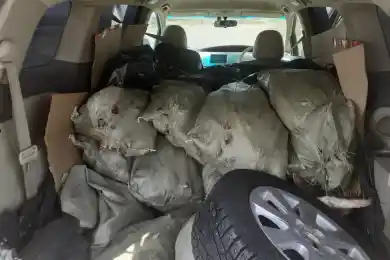 Житель ВКО перевозил незаконно свыше 700 кг судака - фото