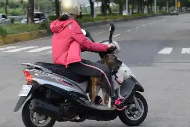 Парламент Казахстана увеличил штраф за «байгу» на дорогах и обязал к регистрации мопеды