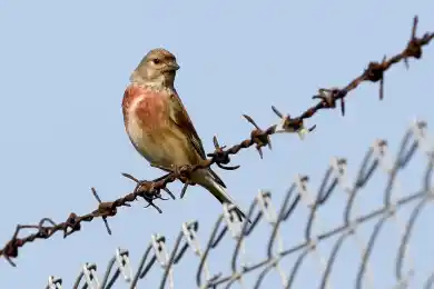 Сенат Казахстана одобрил закон об амнистии к 30-летию Конституции