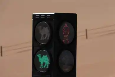 В Китае появился светофор для верблюдов