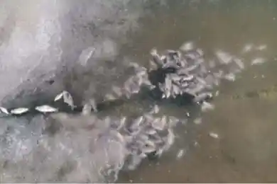 В Нур-Султане в пруду Ботанического сада замерзла рыба – комментарий акимата