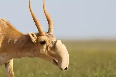 Почему в Казахстане вместо компенсаций фермерам предпочли отстрел сайгаков – ответ вице-министра Шалабековой