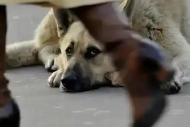 В Мажилисе предлагают не выпускать бродячих животных после стерилизации