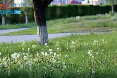 Всемирный день одуванчика – какие праздники отмечают 13 мая в мире