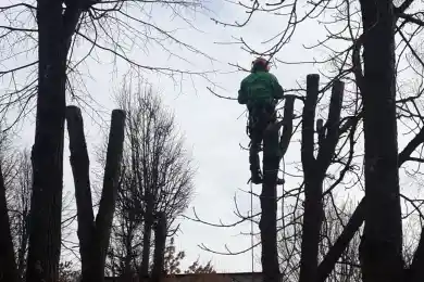 «Не рубите, мужики»: аким Карагандинской области призвал беречь деревья