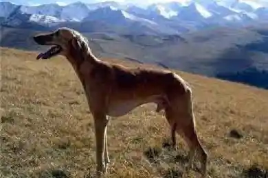 Депутаты Мажилиса потратили 30 минут на обсуждение законопроекта о национальных породах собак