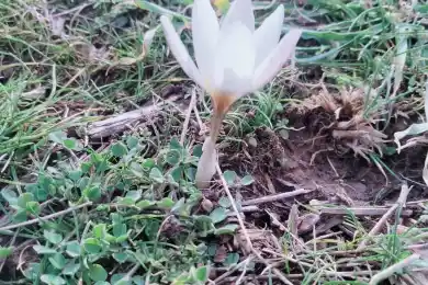 Блогер показал цветение подснежников в Туркестанской области