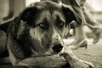 Для казахстанцев установят правила при обращении с животными