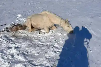 Отразится ли падеж лошадей в области Улыбау на стоимости конины в Казахстане