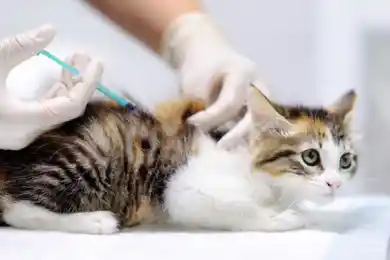 В Алматы провакцинируют 36 тысяч собак и 8 тысяч кошек