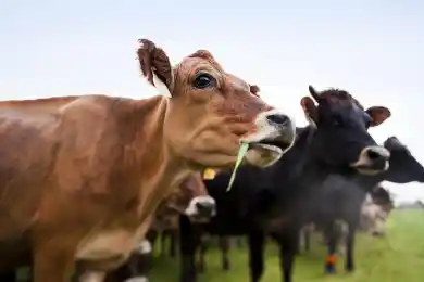 В Нур-Султане обсуждают границ территории для содержания домашнего скота 